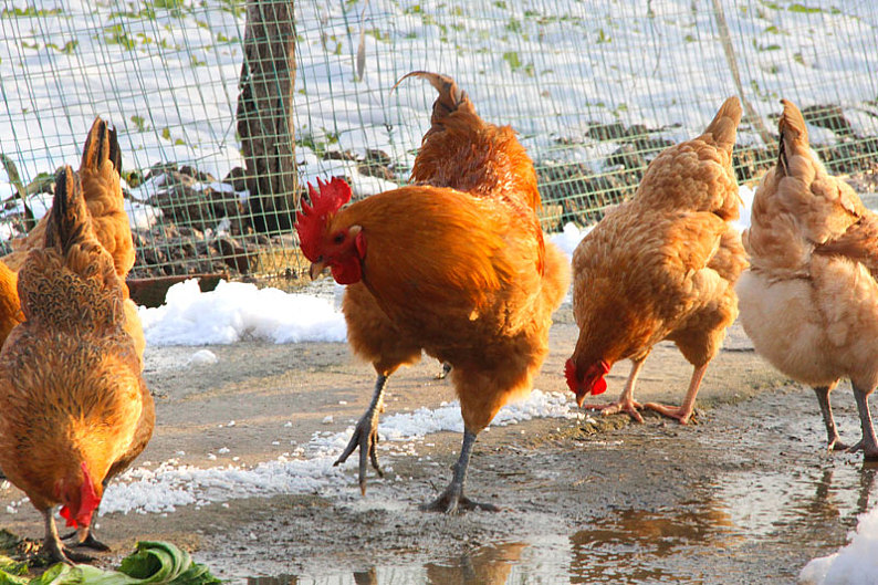 土鸡_鸡_鸡群_散养土鸡_农家院_高清图片_全景视觉
