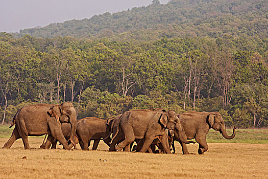 印度,亚洲象,牧群,移动,国家公园