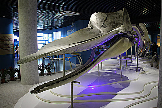 鲸鱼标本