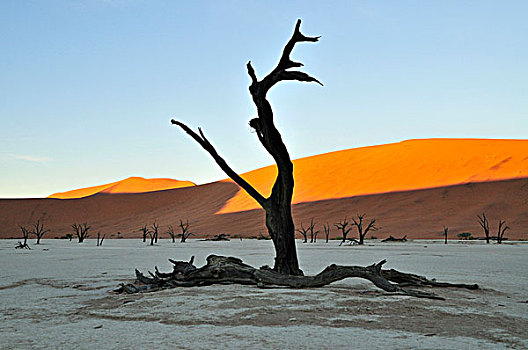 枯木,死亡谷,早晨,亮光,纳米布沙漠,公园,纳米比亚,非洲