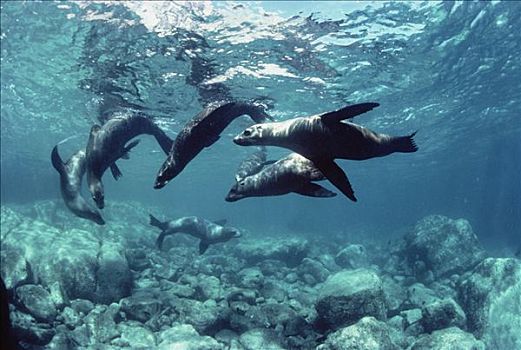 加州海狮,群,玩,水下,北下加利福尼亚州,墨西哥