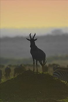转角牛羚,日落,马赛马拉国家公园,肯尼亚,东非