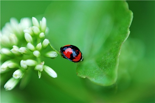 瓢虫,白花