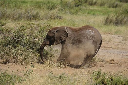 非洲,灌木,大象,非洲象,幼兽,泥土,沐浴,萨布鲁国家公园,肯尼亚,东非