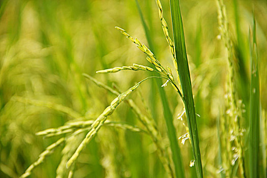 绿色的水稻