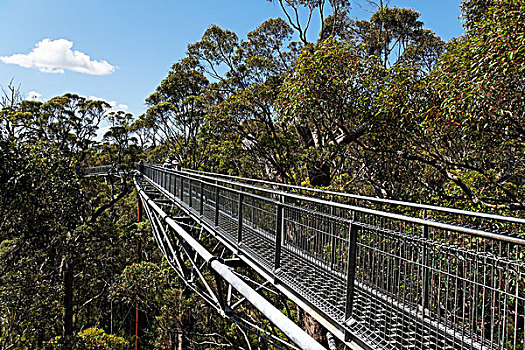 山谷,树,上面,走,沃波尔诺纳拉普国家公园,南,西部,区域,澳大利亚