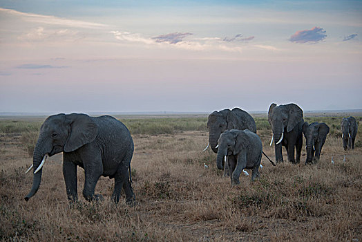 非洲大象119