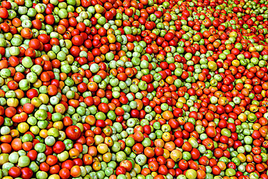 农民番茄丰收