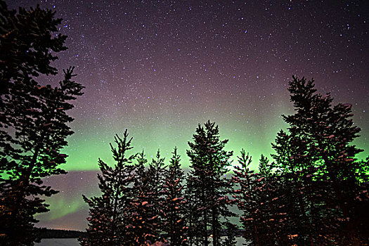 北极光,上方,拉普兰,树林,瑞典