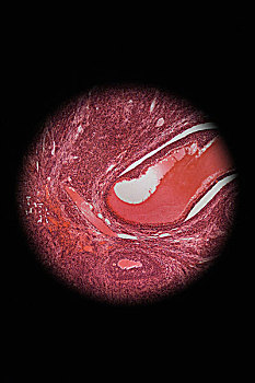 卵巢,显微镜