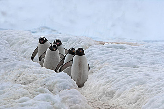 巴布亚企鹅,冰,港口,南极