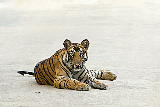 孟加拉虎,虎,老,幼兽,途中,班德哈维夫国家公园,印度