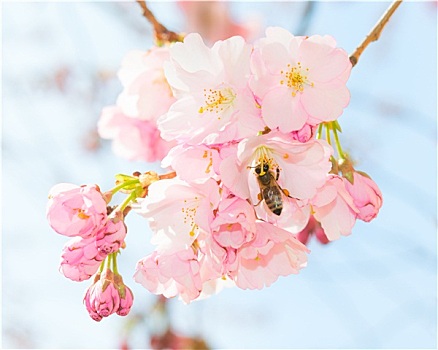 蜜蜂,授粉,春天,盛开,果园,水果,花园