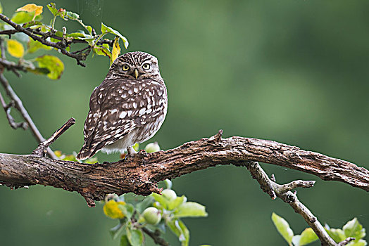小鸮,小鴞,坐在树上,下萨克森,德国,欧洲
