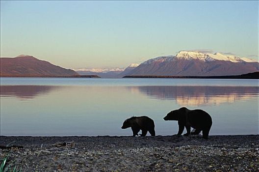 大灰熊,棕熊,母兽,一岁,岸边,卡特麦国家公园,阿拉斯加
