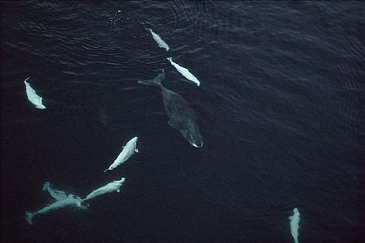 白鲸,烦扰,弓头鲸,巴芬岛,加拿大
