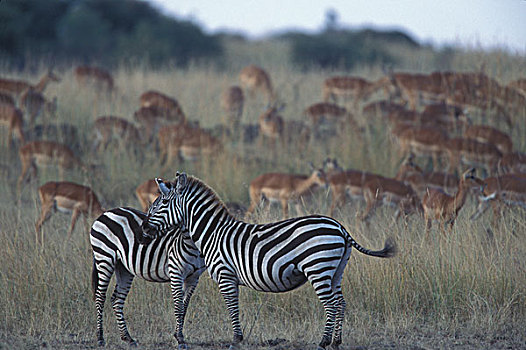 非洲,肯尼亚,马塞马拉野生动物保护区,两个,平原斑马,斑马,牧群,黑斑羚,热带草原,日落