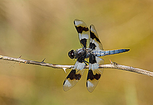 斑点,蜻蜓,不列颠哥伦比亚省,加拿大