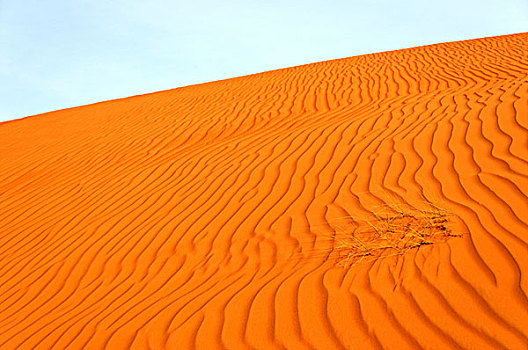 沙丘,波纹,草,瓦希伯沙漠,阿曼,中东