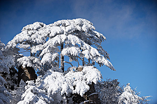 雪景,黄山,山,冬天