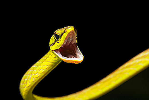 絮叨,张嘴,亚马逊雨林,河,自然保护区,巧克力,树林,厄瓜多尔,南美