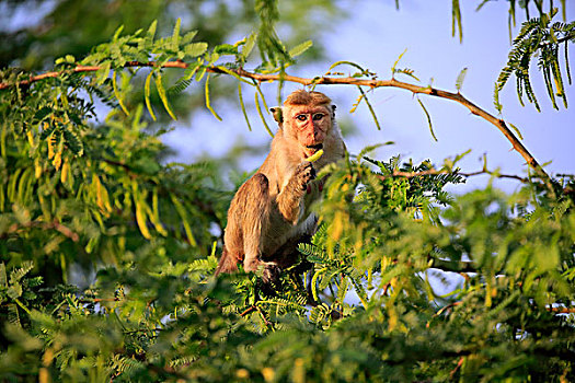 无边帽,短尾猿,弥猴属,成年,喂食,树,国家公园,斯里兰卡,亚洲