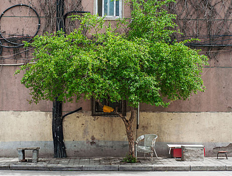 城市老生活区街角的一棵石榴树