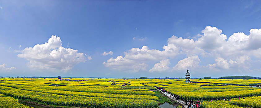 江苏省兴化市垛田油菜花自然生态景观