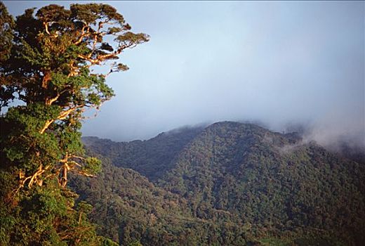 树林,斜坡,蒙特维多云雾森林自然保护区,哥斯达黎加