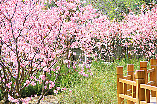 春天盛开着粉色杏花的木板路