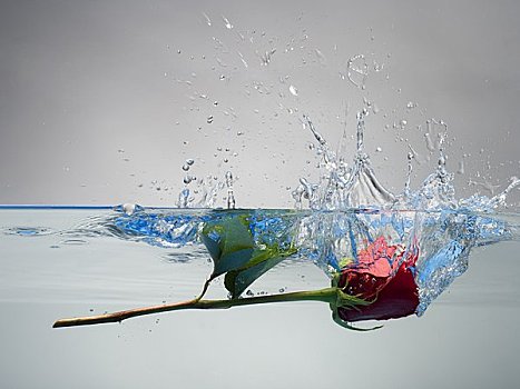 红玫瑰,漂浮,水中