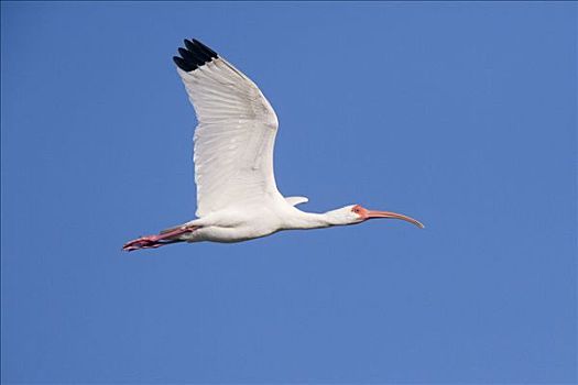 白鹮,美洲白鹮,飞,国家野生动植物保护区,萨尼伯尔岛,佛罗里达