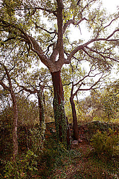 栓皮栎,树,树干,山,西班牙