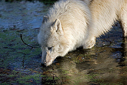 北极狼,狼,成年,喝,水边,洞