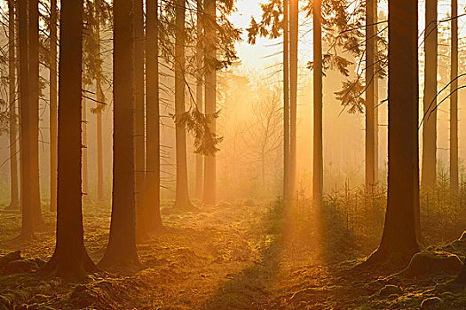 云杉,树林,早,雾气,日出,奥登瓦尔德,黑森州,德国
