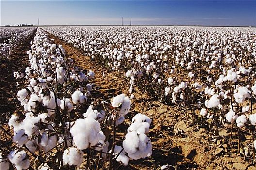 棉属,棉花,地点,北方,德克萨斯,美国