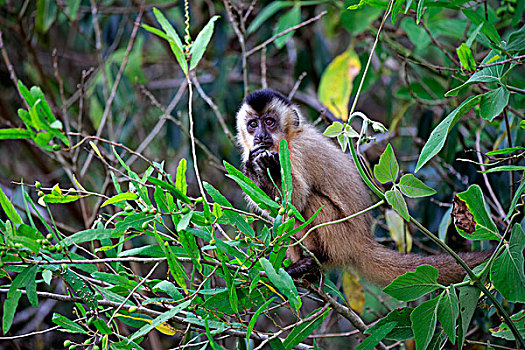 黑帽悬猴,棕色卷尾猴,幼兽,猴子,树,吃,潘塔纳尔,巴西,南美