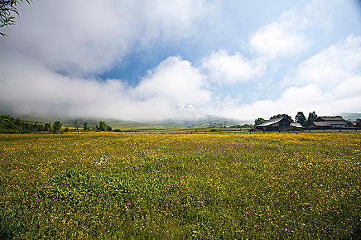 夏日草地,藍天