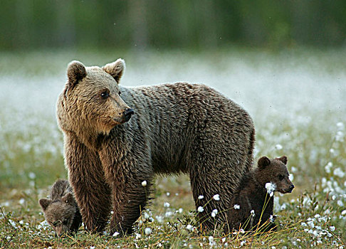 褐色,熊,成年,女性,幼兽,卡瑞里亚,芬兰,欧洲