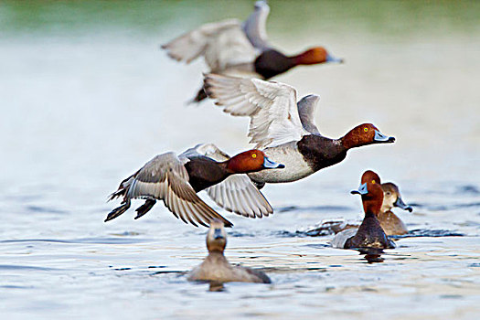 红发,鸭子,成群,飞,淡水,水塘,靠近,泻湖,德克萨斯
