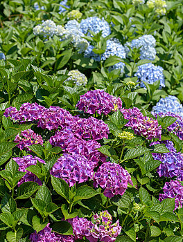 紫色,花,绣球花,花园,康沃尔,英格兰,英国