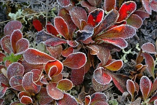 白霜,秋叶,鲜明,红色,德纳里峰,国家公园,阿拉斯加,美国