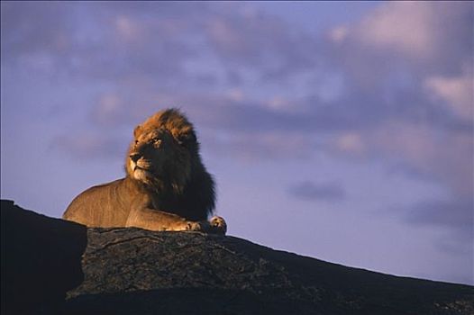 雄性,狮子,坐,石头,非洲
