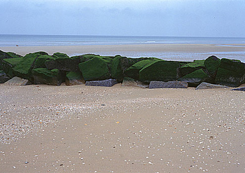 藻类,遮盖,石头,海滩