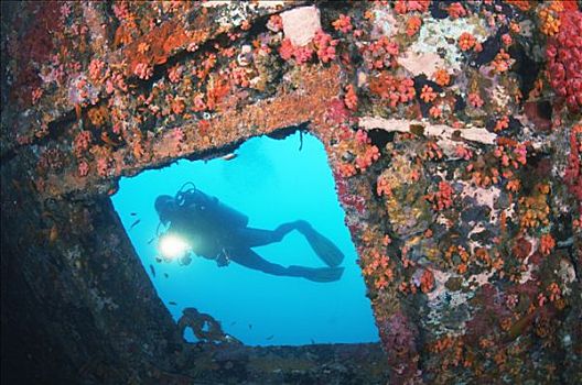 马尔代夫,水下,潜水,靠近,残骸