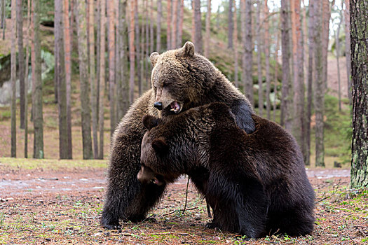 棕熊,冬天,树林