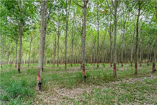 橡胶树,种植园,泰国