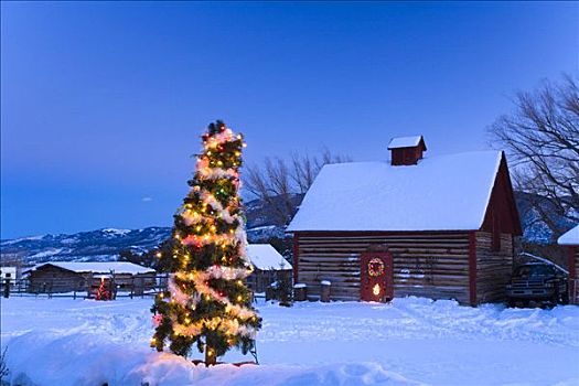 装饰,圣诞树,雪中,遮盖,农场,黃昏,科罗拉多,冬天
