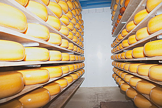 奶酪,工厂,艾伯塔省,加拿大