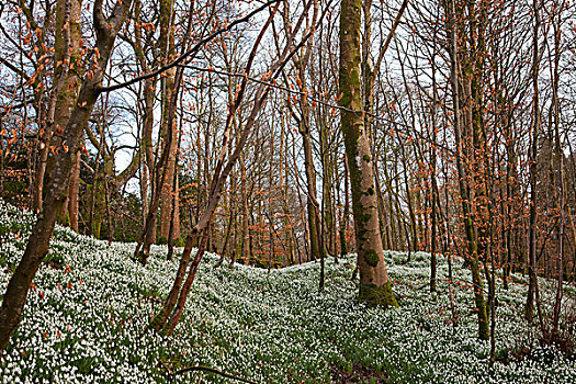 白色,野花,遮盖,林中地面,邓弗里斯,苏格兰